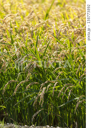 稲穂の実った田んぼ 稲穂の実った田んぼ 138773892