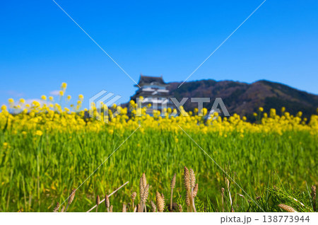 菜の花と勝山城博物館 138773944