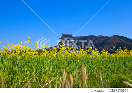 菜の花と勝山城博物館 138773945