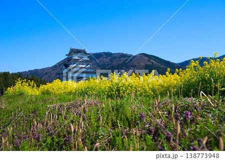 菜の花と勝山城博物館 138773948