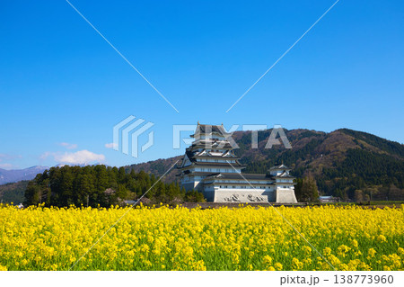 菜の花と勝山城博物館 菜の花と勝山城博物館 138773960