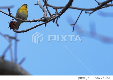 マヒワと広い空間のある背景 野鳥素材 マヒワと広い空間のある背景 野鳥素材 138773968
