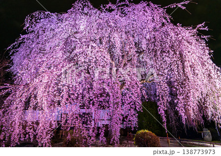 京都、本満寺の枝垂れ桜 京都、本満寺の枝垂れ桜 138773973