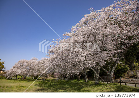 福岡県太宰府市にある太宰府政庁跡と満開の桜 138773974