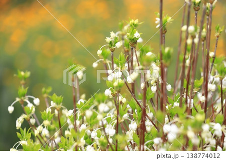 満開の白いドウダンツツジの花　 138774012