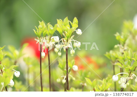 満開の白いドウダンツツジの花 満開の白いドウダンツツジの花 138774017