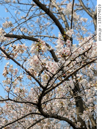 咲き始めた桜【桜・春 素材】 咲き始めた桜【桜・春 素材】 138774019