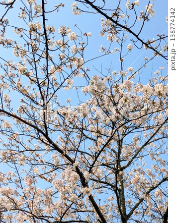 青空に映える桜【桜・春　素材】 138774142