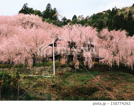 春の訪れを告げる河津桜 春の訪れを告げる河津桜 138774262