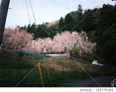 春の訪れを告げる河津桜 春の訪れを告げる河津桜 138774264
