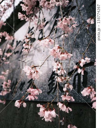 春の訪れを告げる河津桜 春の訪れを告げる河津桜 138774267