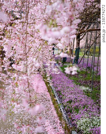 春の訪れを告げる河津桜 春の訪れを告げる河津桜 138774272