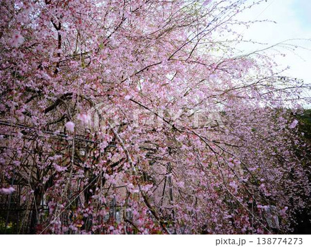 春の訪れを告げる河津桜 春の訪れを告げる河津桜 138774273