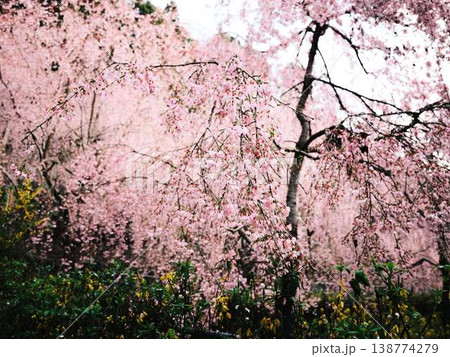 春の訪れを告げる河津桜 138774279
