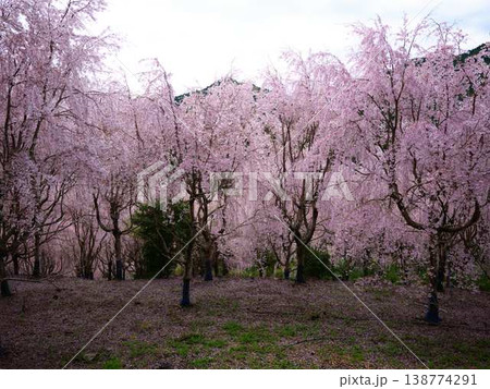 春の訪れを告げる河津桜 春の訪れを告げる河津桜 138774291