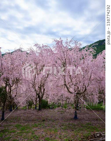 春の訪れを告げる河津桜 春の訪れを告げる河津桜 138774292