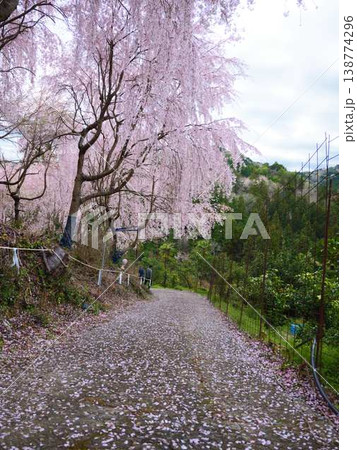 春の訪れを告げる河津桜 春の訪れを告げる河津桜 138774296