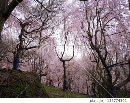 春の訪れを告げる河津桜 138774302