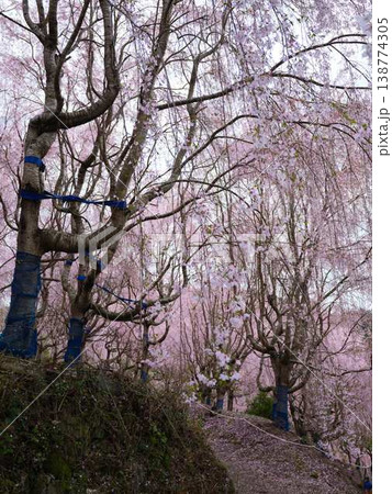 春の訪れを告げる河津桜 138774305