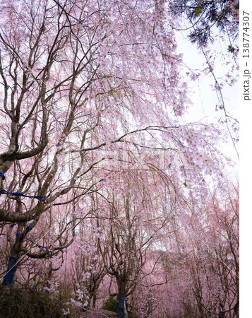 春の訪れを告げる河津桜 春の訪れを告げる河津桜 138774307