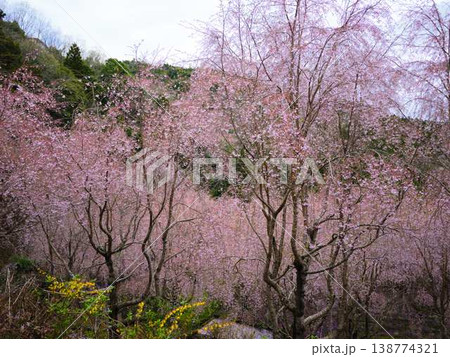 春の訪れを告げる河津桜 138774321