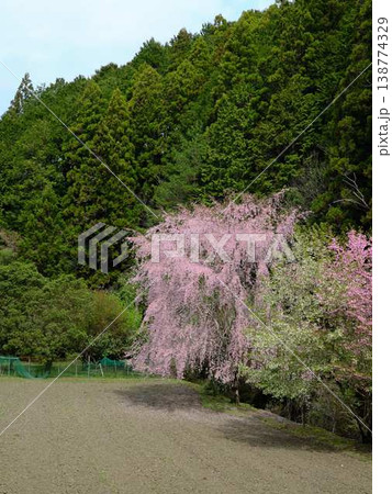 春の訪れを告げる河津桜 春の訪れを告げる河津桜 138774329