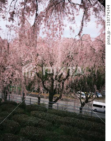 春の訪れを告げる河津桜 春の訪れを告げる河津桜 138774344