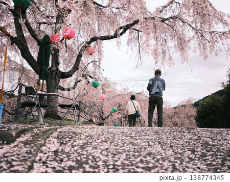 春の訪れを告げる河津桜 春の訪れを告げる河津桜 138774345