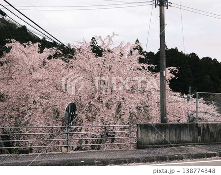春の訪れを告げる河津桜 春の訪れを告げる河津桜 138774348