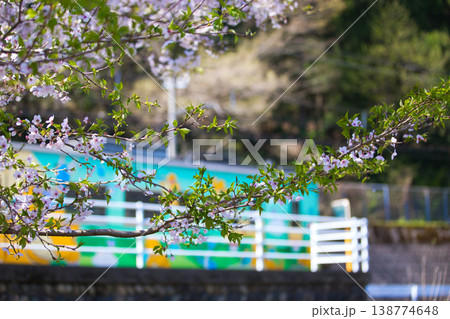 満開のさくらとえちぜん鉄道 満開のさくらとえちぜん鉄道 138774648