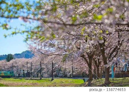 満開のさくらとえちぜん鉄道 満開のさくらとえちぜん鉄道 138774653