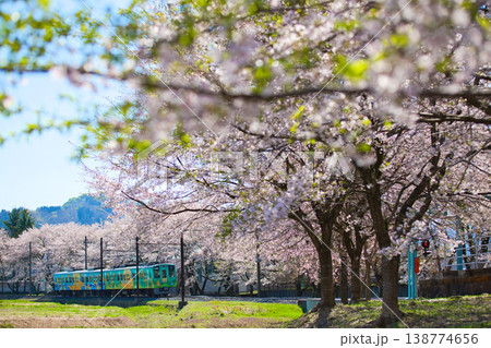 満開のさくらとえちぜん鉄道 138774656