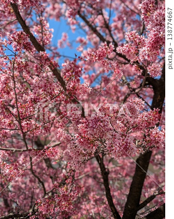小さな桜と青空【桜・春 素材】 小さな桜と青空【桜・春 素材】 138774667