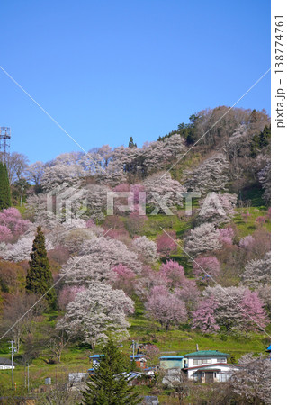 二反田の桜（長野県小川村） 138774761
