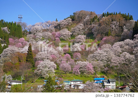二反田の桜（長野県小川村） 138774762