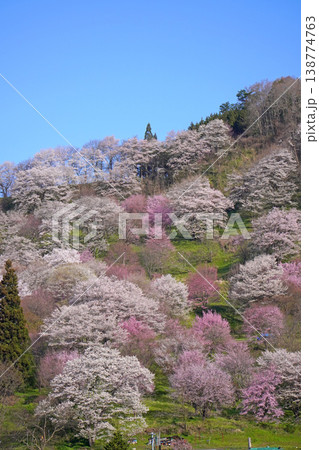 二反田の桜(長野県小川村) 二反田の桜(長野県小川村) 138774763