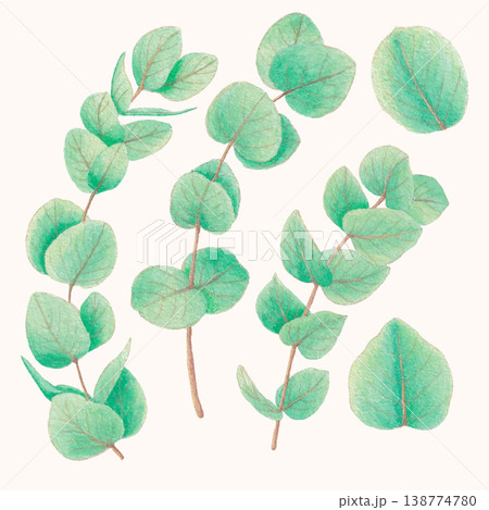 Eucalyptus leaf watercolor tropical botanical element greenery clipart 138774780