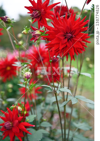 凛と咲く紅のダリア 秩父の両神山麓で気高く美しく咲き誇る秋の花園の風景 138774826