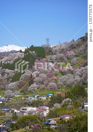 二反田の桜(長野県小川村) 二反田の桜(長野県小川村) 138775078