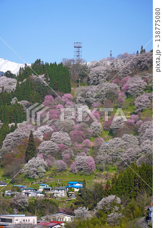 二反田の桜(長野県小川村) 二反田の桜(長野県小川村) 138775080