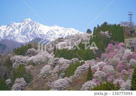 二反田の桜(長野県小川村) 二反田の桜(長野県小川村) 138775093