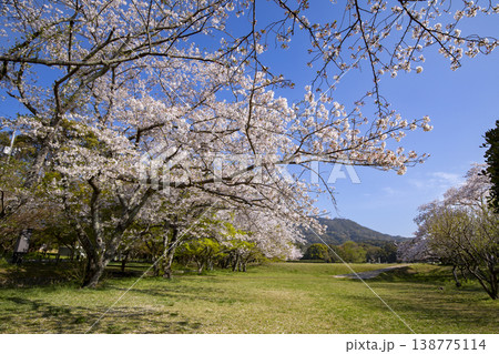 福岡県太宰府市にある太宰府政庁跡と満開の桜 138775114