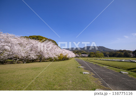 福岡県太宰府市にある太宰府政庁跡と満開の桜 福岡県太宰府市にある太宰府政庁跡と満開の桜 138775116
