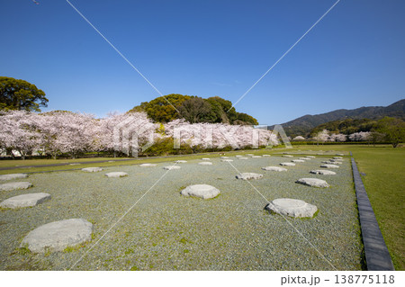 福岡県太宰府市にある太宰府政庁跡と満開の桜 138775118