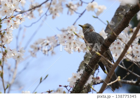 桜の木にとまるヒヨドリ 春の風景 桜の木にとまるヒヨドリ 春の風景 138775345