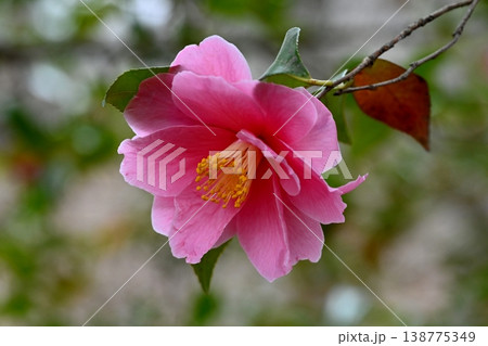 ツバキの花 138775349