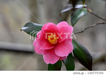 ツバキの花 138775350
