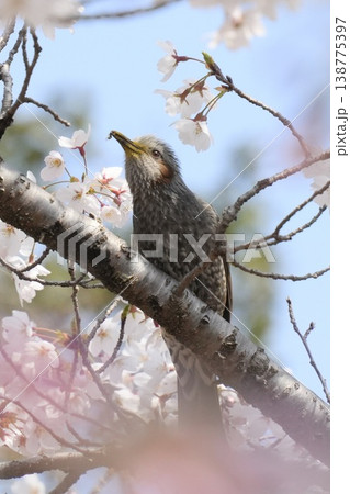 エサを食べるヒヨドリ 桜の木にとまる エサを食べるヒヨドリ 桜の木にとまる 138775397