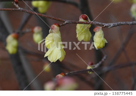 ヒュウガミズキの花 138775445