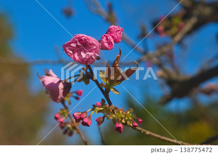 春の訪れを告げるいろいろな桜たち 138775472